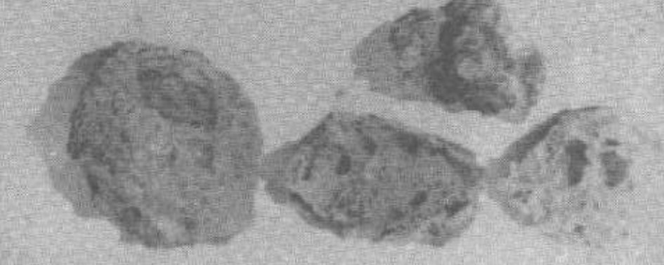 O Caso de Los Paraísos O Caso de Los Paraísos