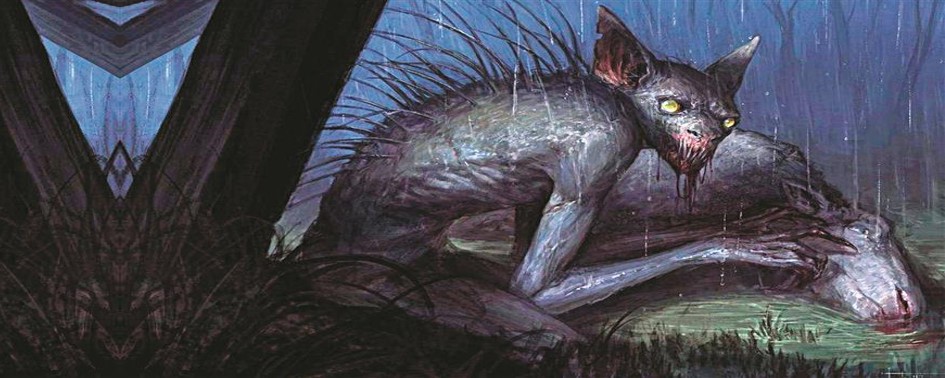 Estranho animal ataca em Canoinhas (SC) Estranho animal ataca em Canoinhas (SC)