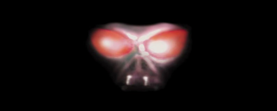 Hipóteses e Teorias sobre o Chupacabras Hipóteses e Teorias sobre o Chupacabras